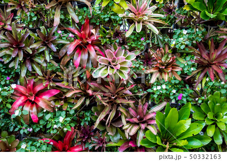 Landscaping using Bromeliad and other plant 50332163