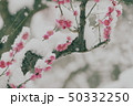 雪中梅 50332250
