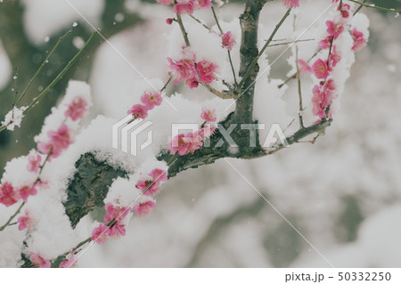 雪中梅 50332250
