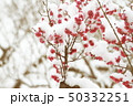 雪と梅 50332251