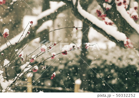 雪道 50332252
