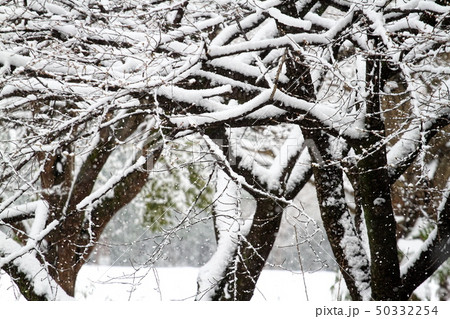雪 50332254