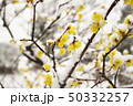 雪 50332257