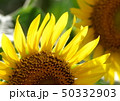 ひまわり 50332903