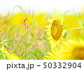 ヒマワリ 50332904