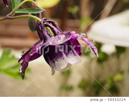 オダマキの花に付いた水滴 雨上がりのオダマキの花 オダマキの花の写真素材