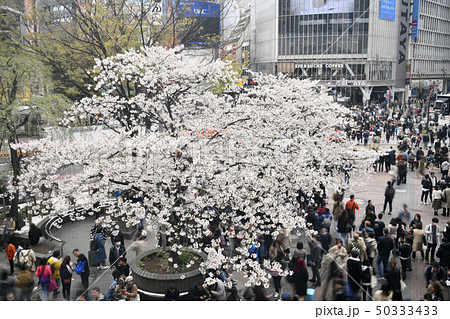 日本の東京都市景観 渋谷駅前などを望む 日本の東京都市景観 渋谷駅前などを望む 50333433