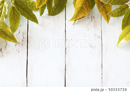 バック素材　木目　ヒハツ　葉 50333739
