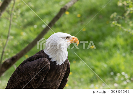 Elegant wild bald eagle flying experience Elegant wild bald eagle flying experience 50334542