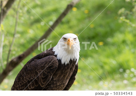 Elegant wild bald eagle flying experience 50334543
