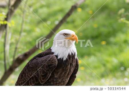 Elegant wild bald eagle flying experience 50334544