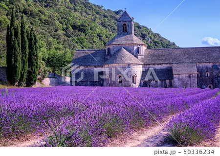 Lavender fields in Senanque, Provence, France 50336234