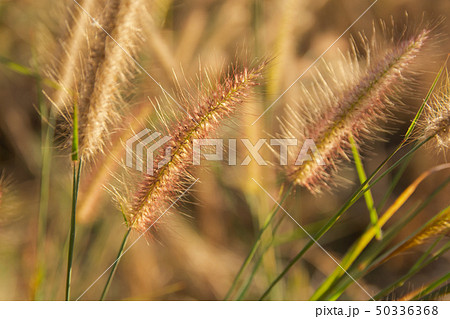 Desho grass, Pennisetum pedicellatum and sunlight Desho grass, Pennisetum pedicellatum and sunlight 50336368