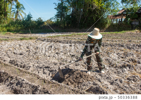 Gardener woman holding hoe. doing vegetable garden 50336388