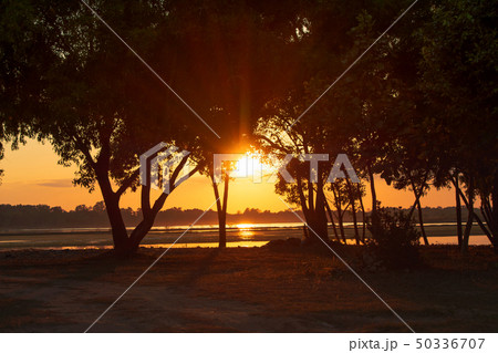 Sunset light rays piercing through the trees on 50336707