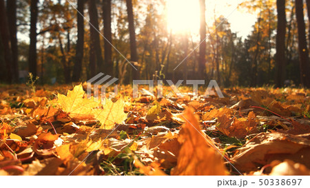 Autumn leaves on ground with sunlight rays. Autumn leaves on ground with sunlight rays. 50338697
