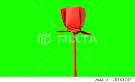 Red tulip origami flower. Red tulip origami flower. 50338734