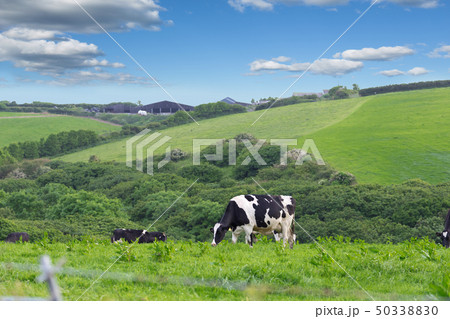 Perfect farm cows on a green meadow 50338830