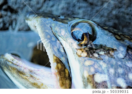 レイクトラウト 50339031