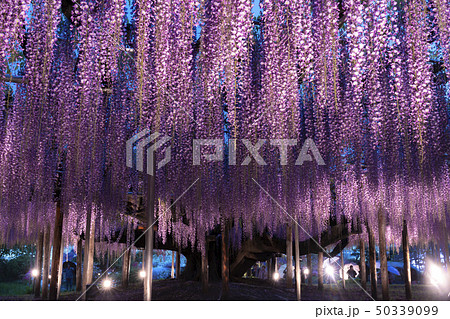 あしかがフラワーパーク　大藤ライトアップ  50339099