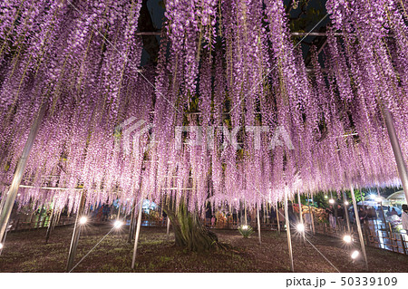 あしかがフラワーパーク　大藤ライトアップ  50339109