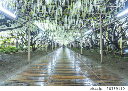 あしかがフラワーパーク　白藤ライトアップ  50339110