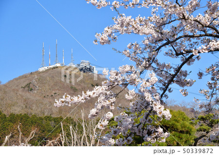 北海道函館市函館公園で満開のソメイヨシノと朝の公園風景を撮影 北海道函館市函館公園で満開のソメイヨシノと朝の公園風景を撮影 50339872