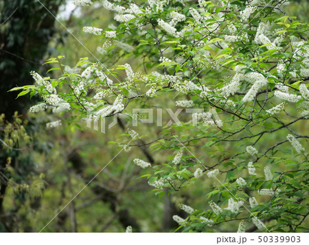 ウワミズザクラ ウワミズザクラ 50339903