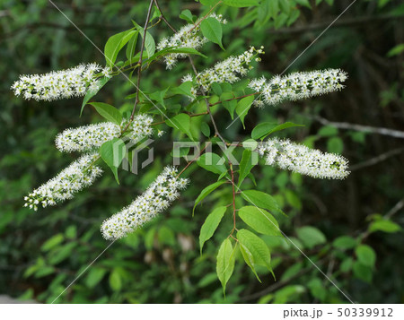 ウワミズザクラ ウワミズザクラ 50339912