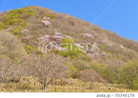 北海道松前町で野山に咲く山桜の風景を撮影 北海道松前町で野山に咲く山桜の風景を撮影 50340176