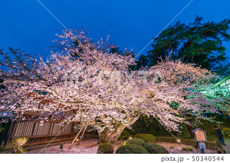 日本最古のソメイヨシノ 弘前公園 ライトアップ 日本最古のソメイヨシノ 弘前公園 ライトアップ 50340544