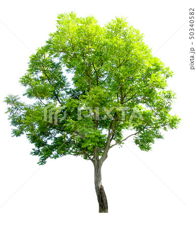 trees on a white background. Beautiful tree It is 50340582