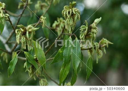 自然　植物　シラカシ、常緑樹ですが春に一部落葉します。春、葉が少なくなった枝に花芽が沢山目立ちます 50340600