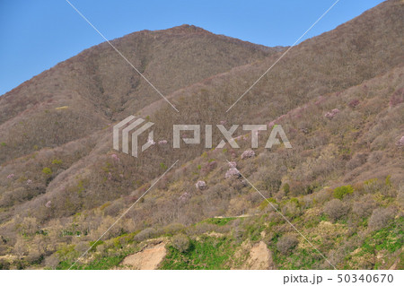 北海道上ノ国町小砂子の山で山桜が咲いている風景を撮影 50340670