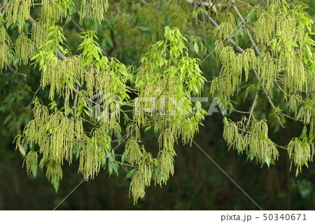 自然　植物　シラカシ、春の終わり頃。若葉と雄花が一気に成長します 50340671