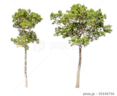 Collection of isolated trees on a white 50340750