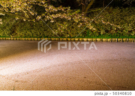 弘前城外濠の花筏　ライトアップ 50340810
