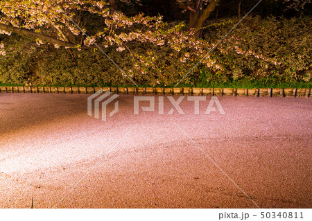 弘前城外濠の花筏 ライトアップ 弘前城外濠の花筏 ライトアップ 50340811