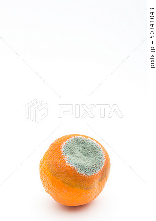 マンダリンミカンに感染したペニシリウム・イタリカム アオカビ 青かび 青カビ ミカン マンダリンミカンに感染したペニシリウム・イタリカム アオカビ 青かび 青カビ ミカン 50341043