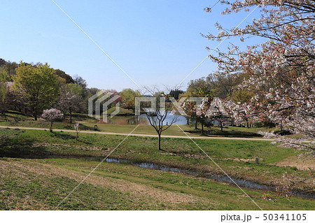 春の茨城県古河総合公園 春の茨城県古河総合公園 50341105