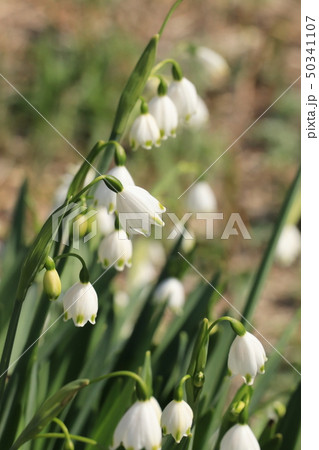 春の茨城県古河総合公園(スノーフレーク) 春の茨城県古河総合公園(スノーフレーク) 50341107