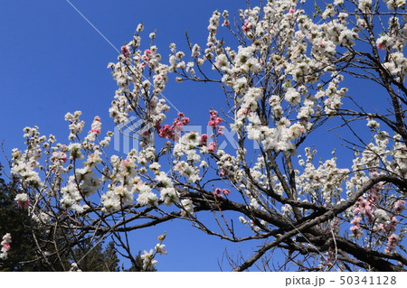 春の茨城県古河総合公園（源平咲きの桃） 50341128