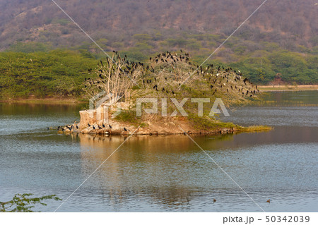 Tree with birds in Man Sagar Lake in Jaipur. India Tree with birds in Man Sagar Lake in Jaipur. India 50342039