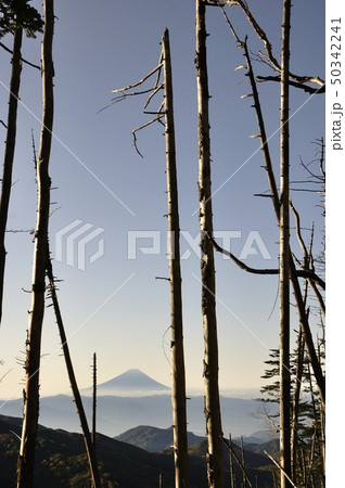 朝日の縞枯れ林と富士山 50342241