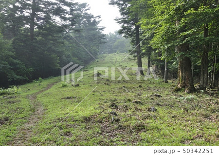 滝子山 防火帯の尾根道 50342251
