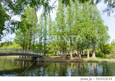 上尾丸山公園 上尾丸山公園 50342634