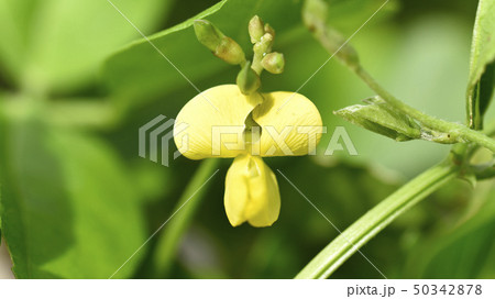 奄美大島のハマアズキ(マメ科) 奄美大島のハマアズキ(マメ科) 50342878