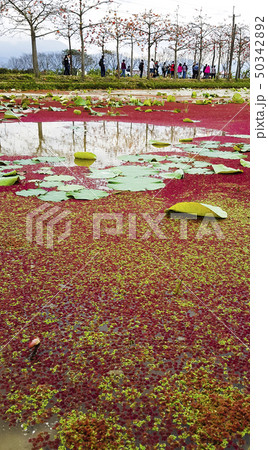 絵 絵画 写真 50342892