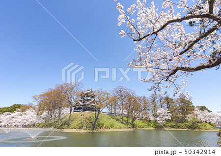 高田公園の桜 50342914