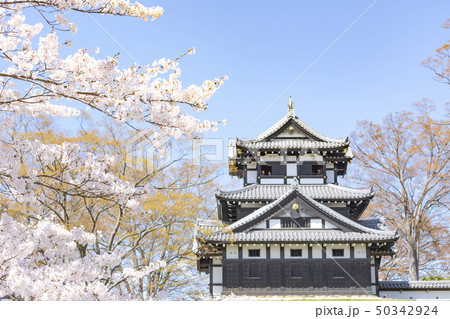 高田公園の桜 50342924
